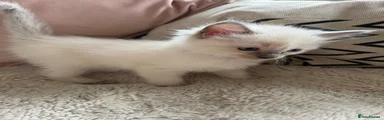 Ragdoll 2