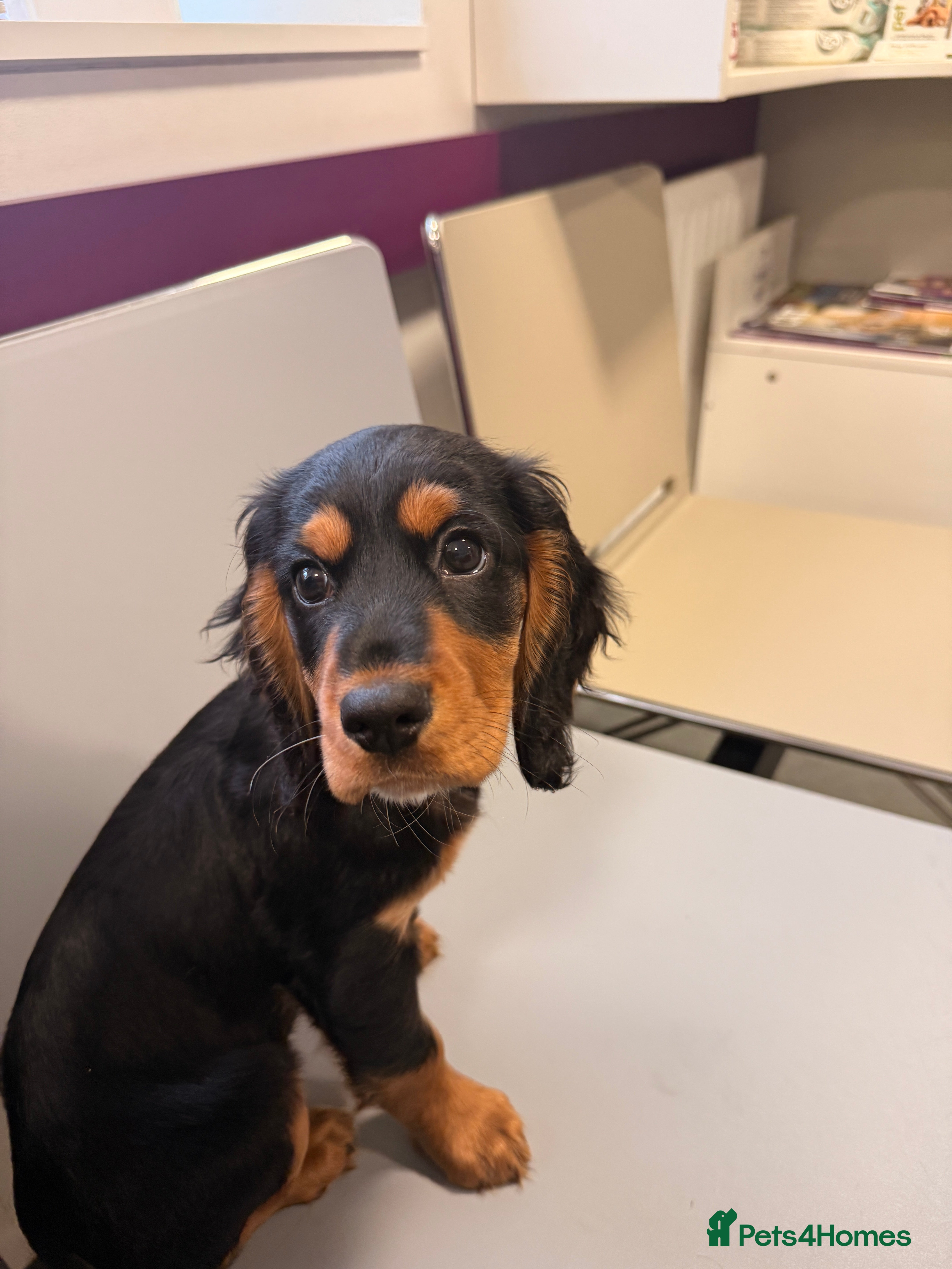 Sprocker dogs 5 month old female sprocker puppy for sale  - Advert 1