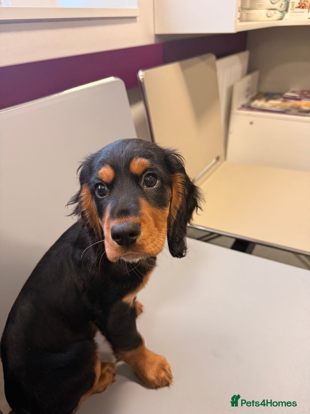 Sprocker dogs for sale: 5 month old female sprocker puppy for sale  - Advert 1