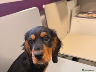 Sprocker dogs 6 month old female sprocker puppy for sale - Advert 1