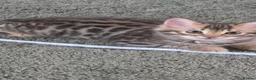 Bengal cats for sale: FULL CASHMERE FEMALE  - Advert 9