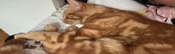 Mixed Breed cats for sale: Cute orange cat looking for a new home - Advert 5