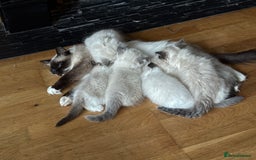 Ragdoll cats for sale: Ragdoll Kittens ready now* - Image 20