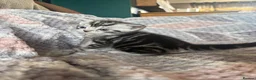 British Shorthair cats for sale: Silver Tabby BSH Cross Kittens - Advert 9