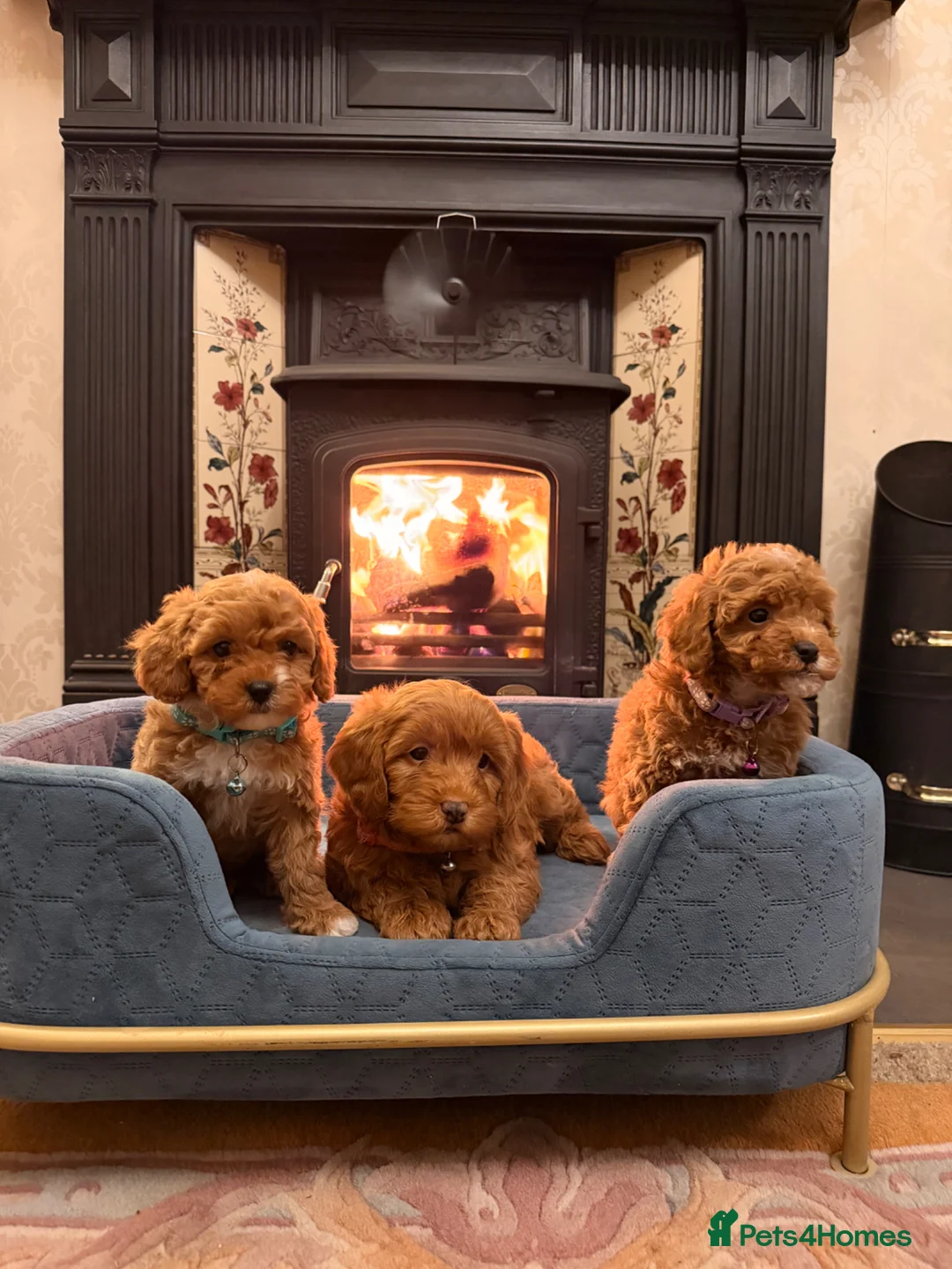 Cavapoochon dogs for sale: Outstanding Cavapoochons Available in Carmarthen - Advert 1