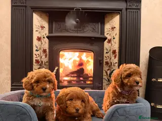 Cavapoochon dogs Outstanding Cavapoochons Available - Advert 3