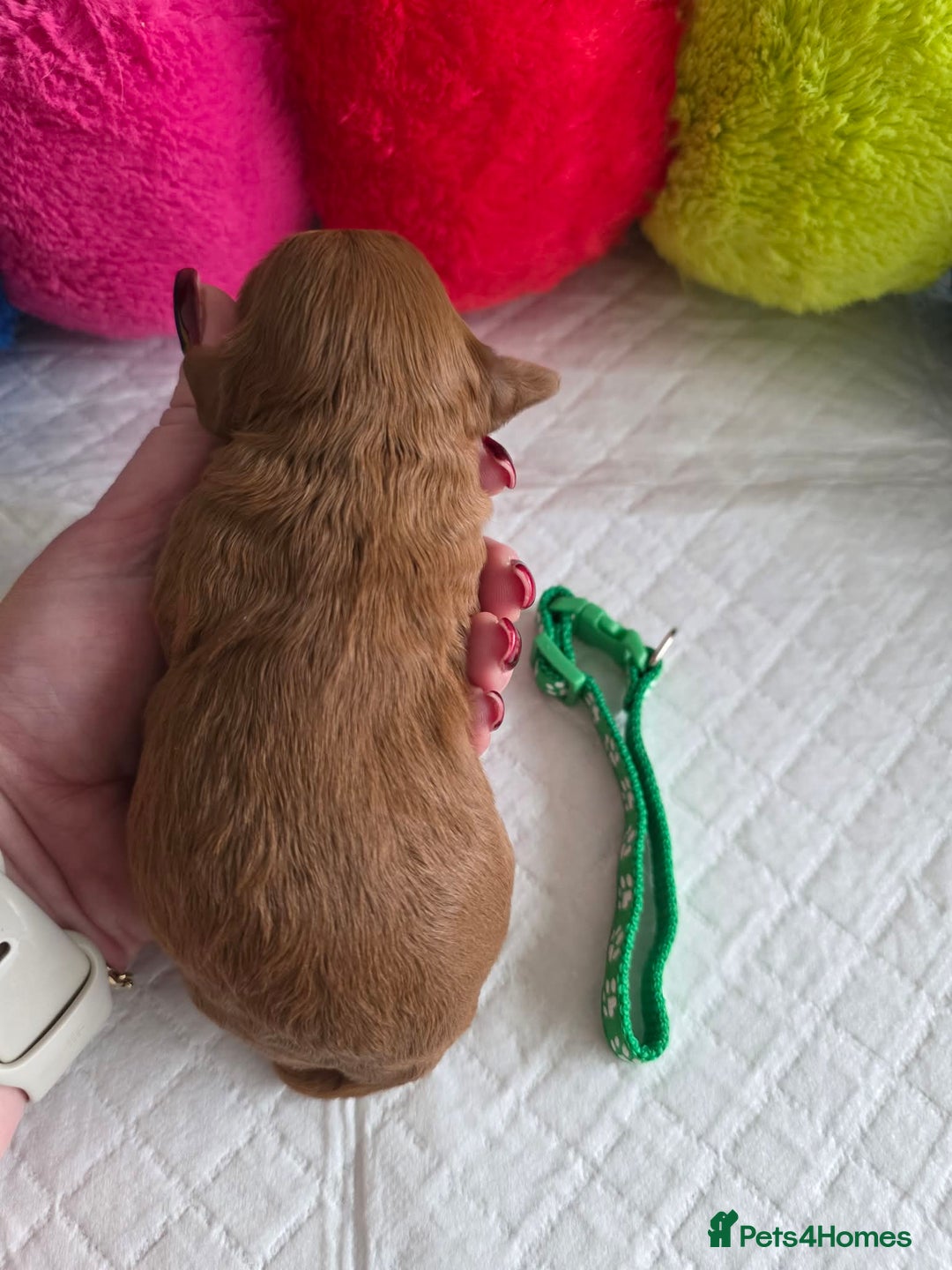 Cavapoo dogs for sale: 🥇 Finest Quality Beautiful F1b Cavapoos 🥇 - Advert 6