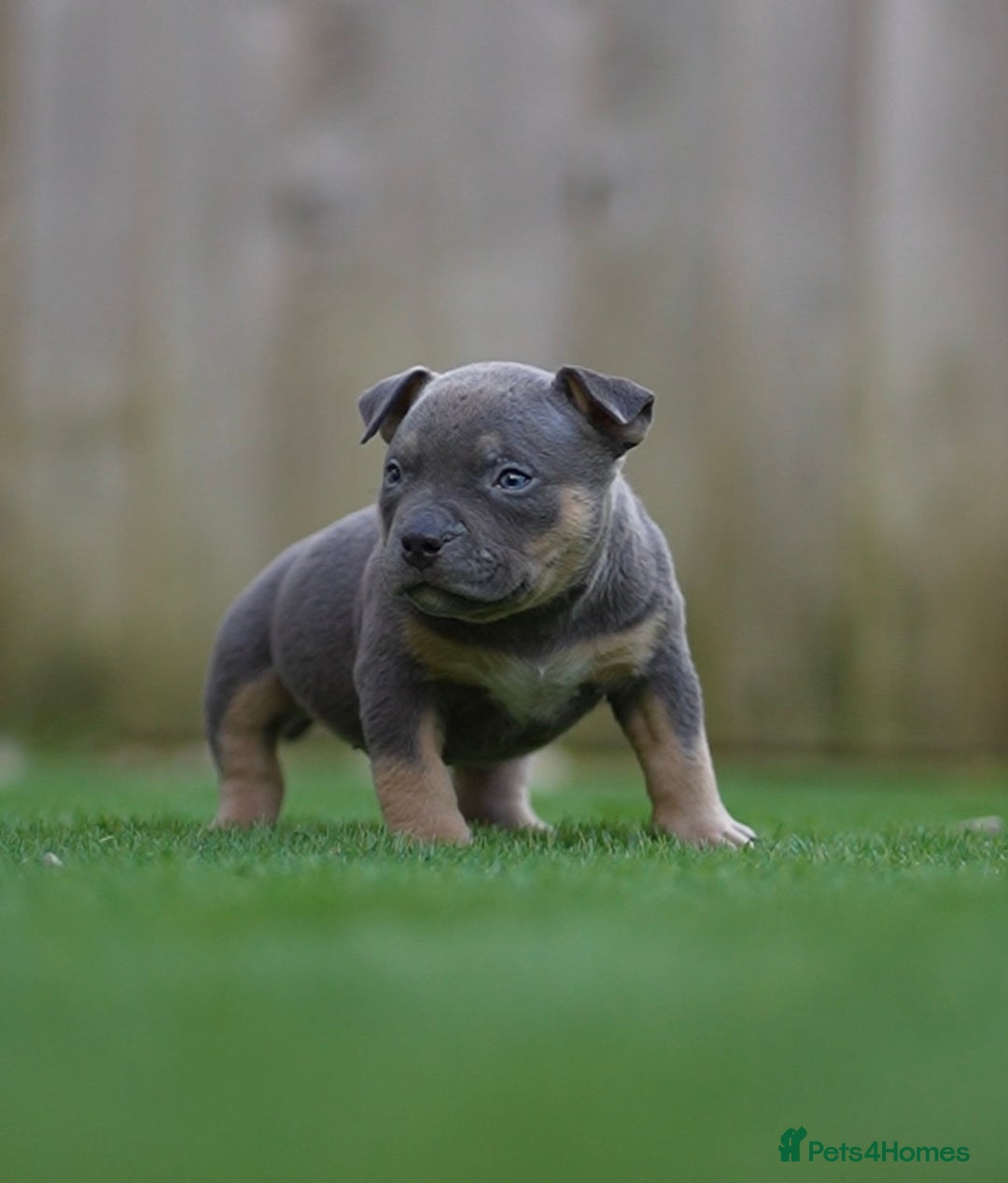 American Bully dogs for sale: Pocket Bully Puppies - Advert 1