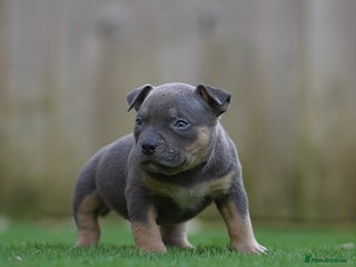 American Bully dogs American Pocket Bully Puppies - Advert 11