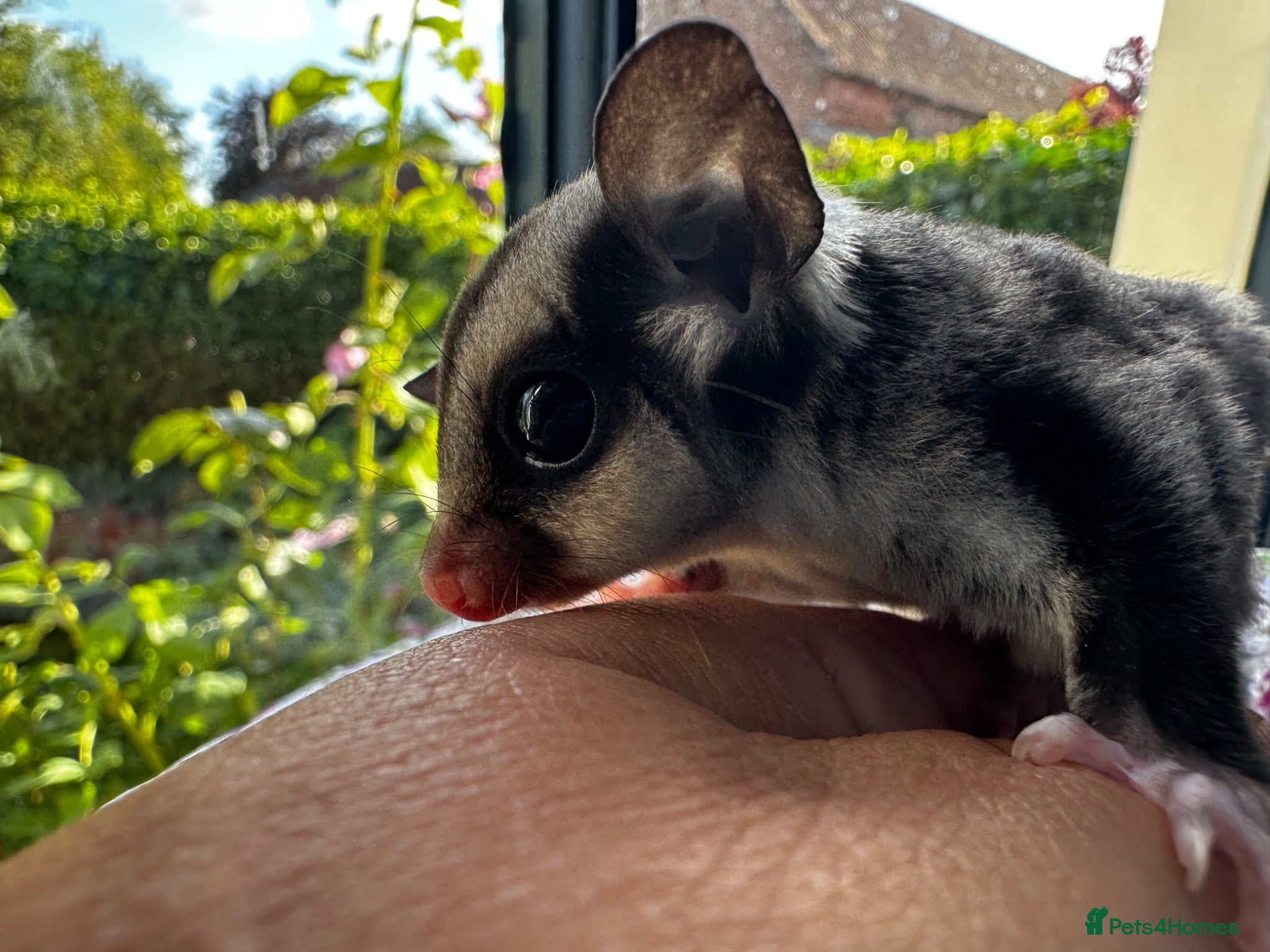 Sugar Glider rodents Black Beauty female baby - Advert 7