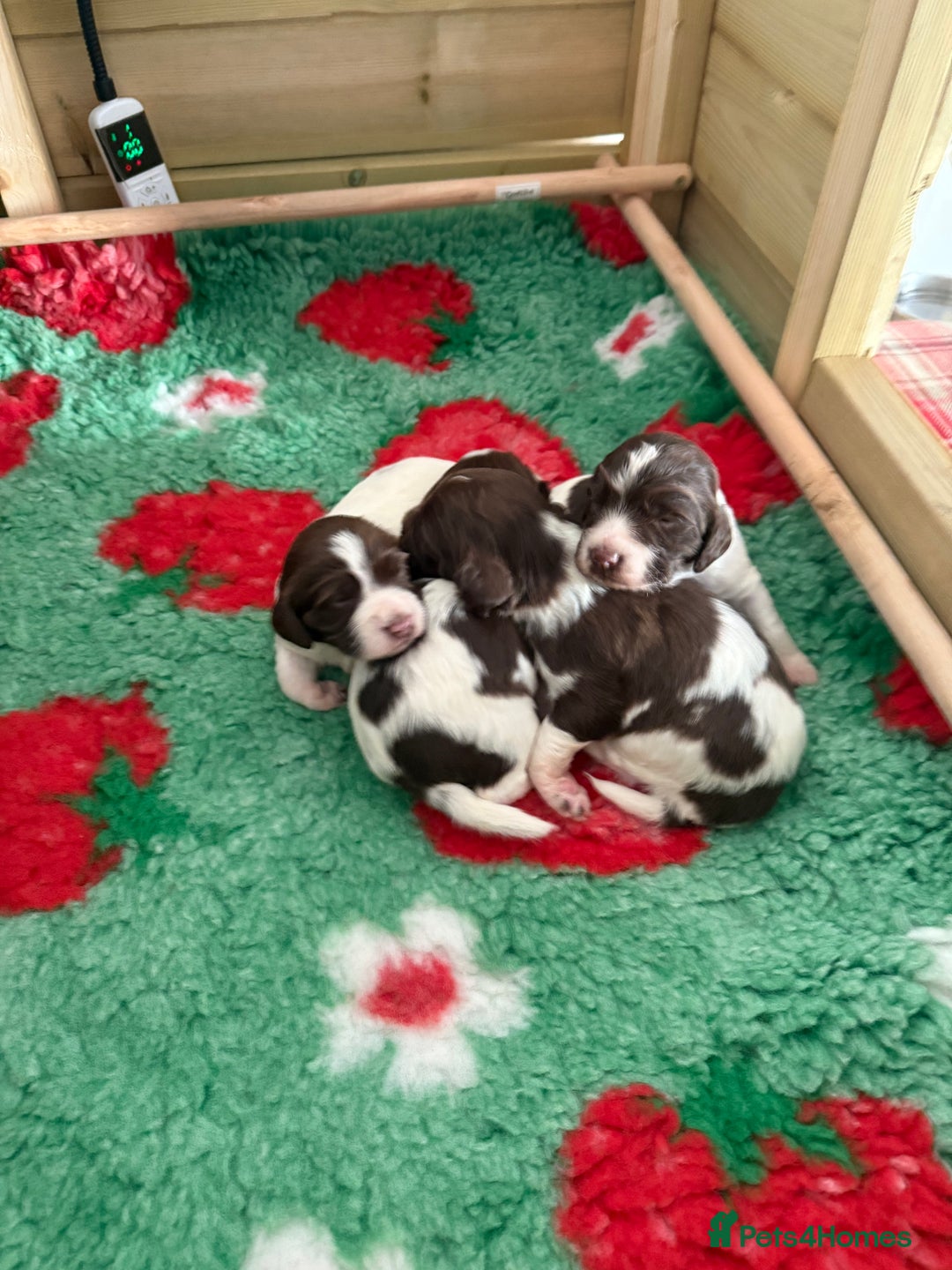 Sprocker dogs for sale: Exceptional F1B Sprocker Puppies - Advert 4