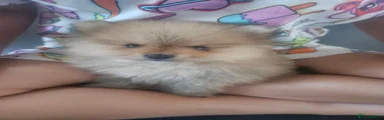 Pomeranian 1