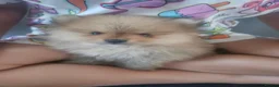 Pomeranian dogs for sale: True teddy face pom in Ashford - Advert 3