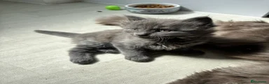 Grey kitten 1 