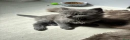 Mixed Breed cats for sale: Beautiful Mixed breed longhair kittens - Advert 13