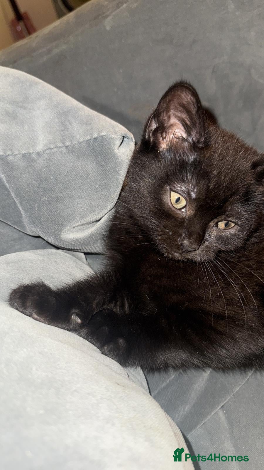 British Shorthair cats Last lovely boy available! Ready to Go!  - Advert 1