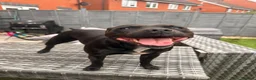 Cane Corso dogs for sale: 3 year old cane corso in Bristol - Advert 5