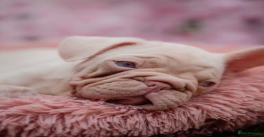 French Bulldog dogs - Advert 11