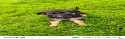 German Shepherd dogs for sale: German shepherd Full breed  - Advert 3