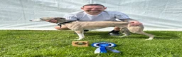 Whippet dogs for stud: Proven Pedigree racing whippet stud  in Alfreton - Advert 10
