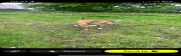 Mixed Breed dogs for sale: Greyhound cross lurcher  in Oldham - Advert 13