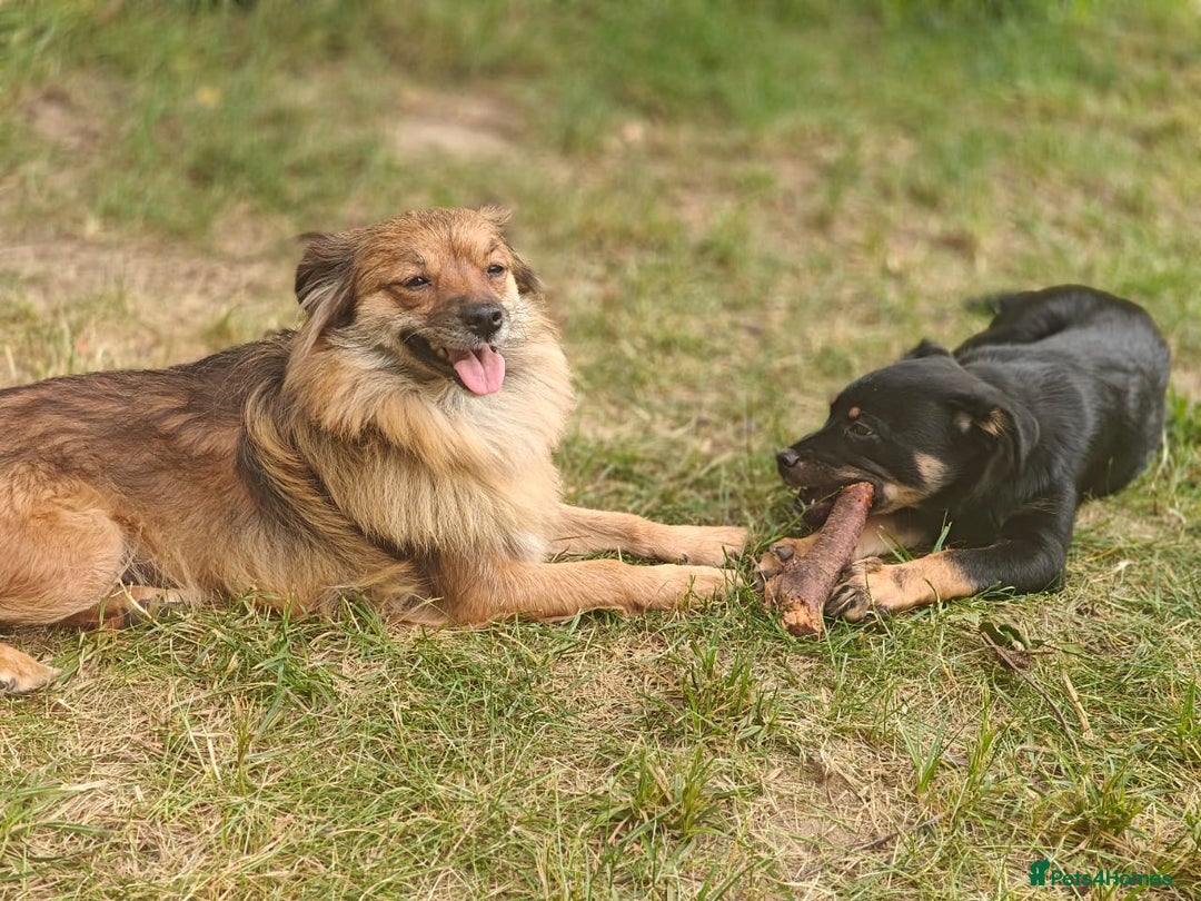 Mixed Breed dogs for adoption: 🐶💖 MATILDA 💖🐶 - Image 14