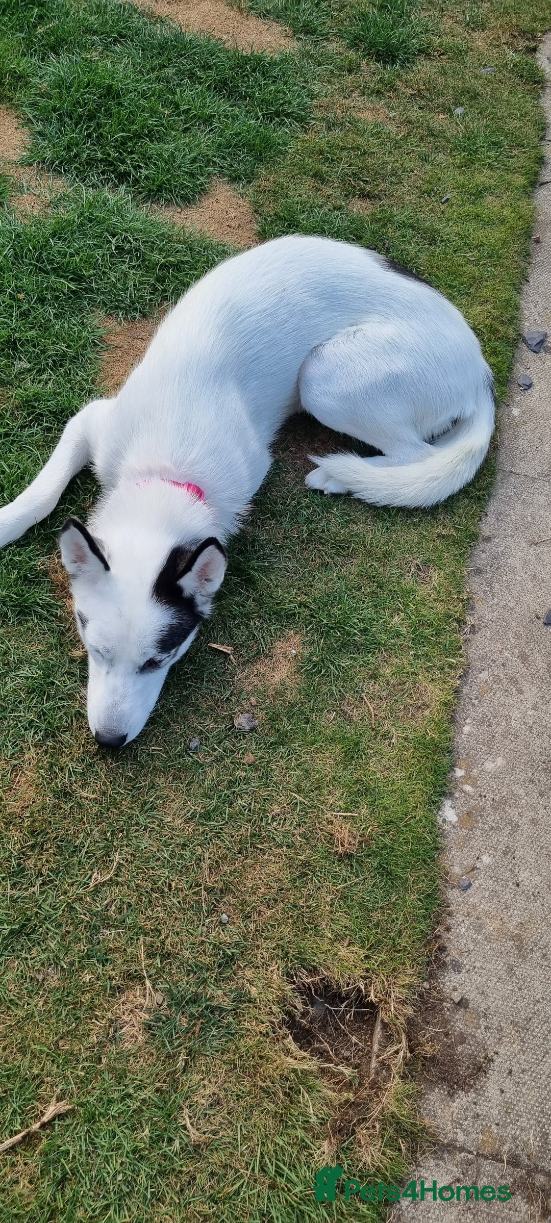 Mixed Breed dogs for sale: Dalsky looking for forever home - Image 13