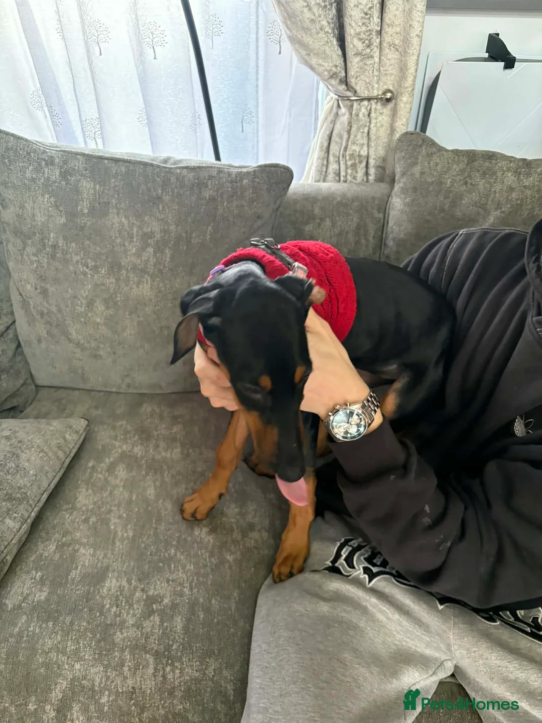 Mixed Breed dogs for sale: Myla Lurcher x Doberman - Advert 5