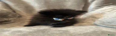 Pomeranian 1