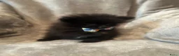 Pomeranian dogs for sale: Pomeranian puppies - Advert 5