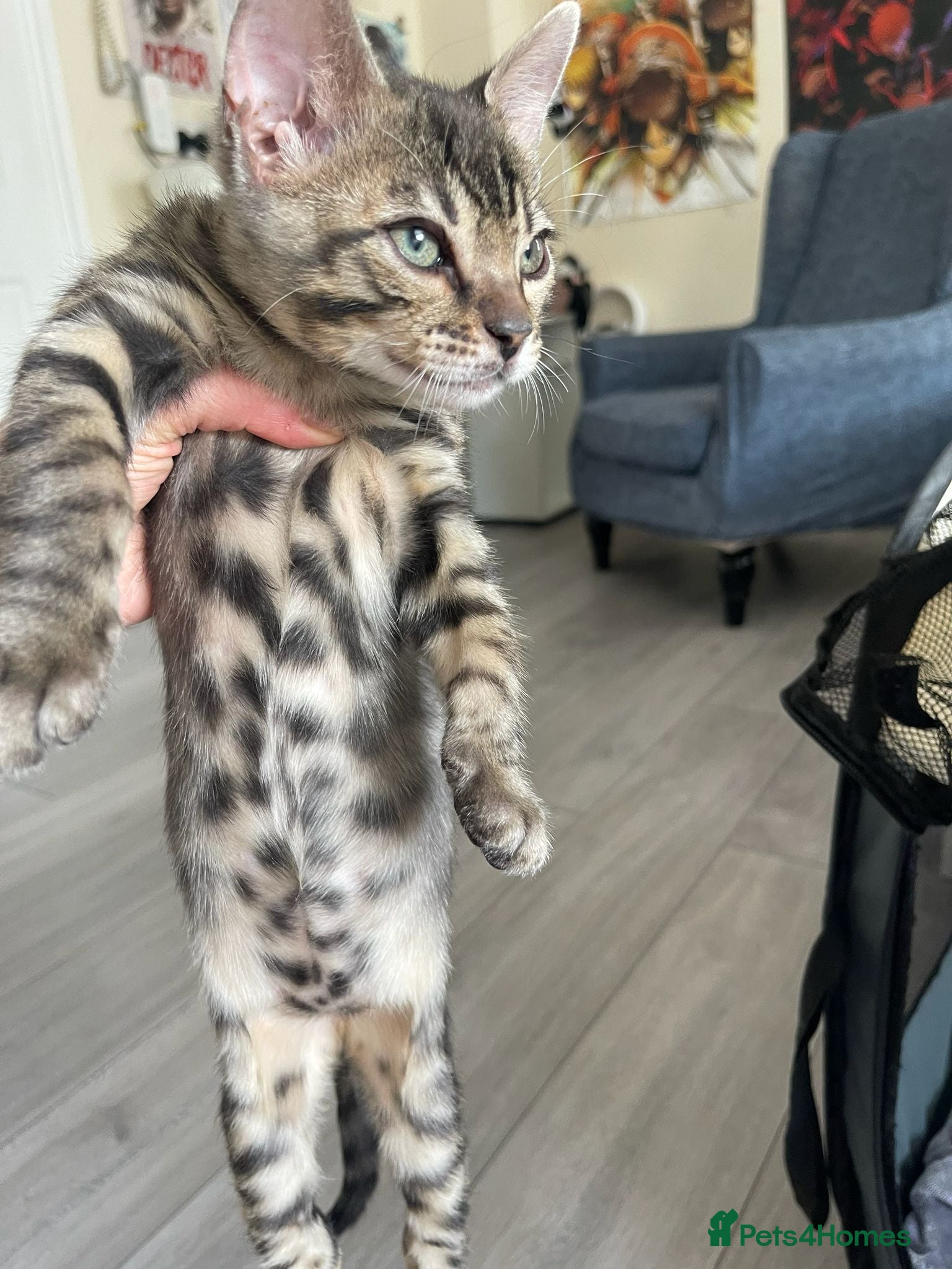 Bengal cats 7 beautiful pure Bengal Kittens - Advert 1