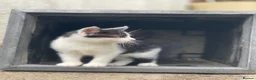Domestic Shorthair cats for sale: Black and white kittens - Advert 8