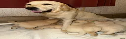 Golden Retriever dogs for sale: Mack/ Bryn Bach Golden X Evie/ Angel Annwyl - Advert 13