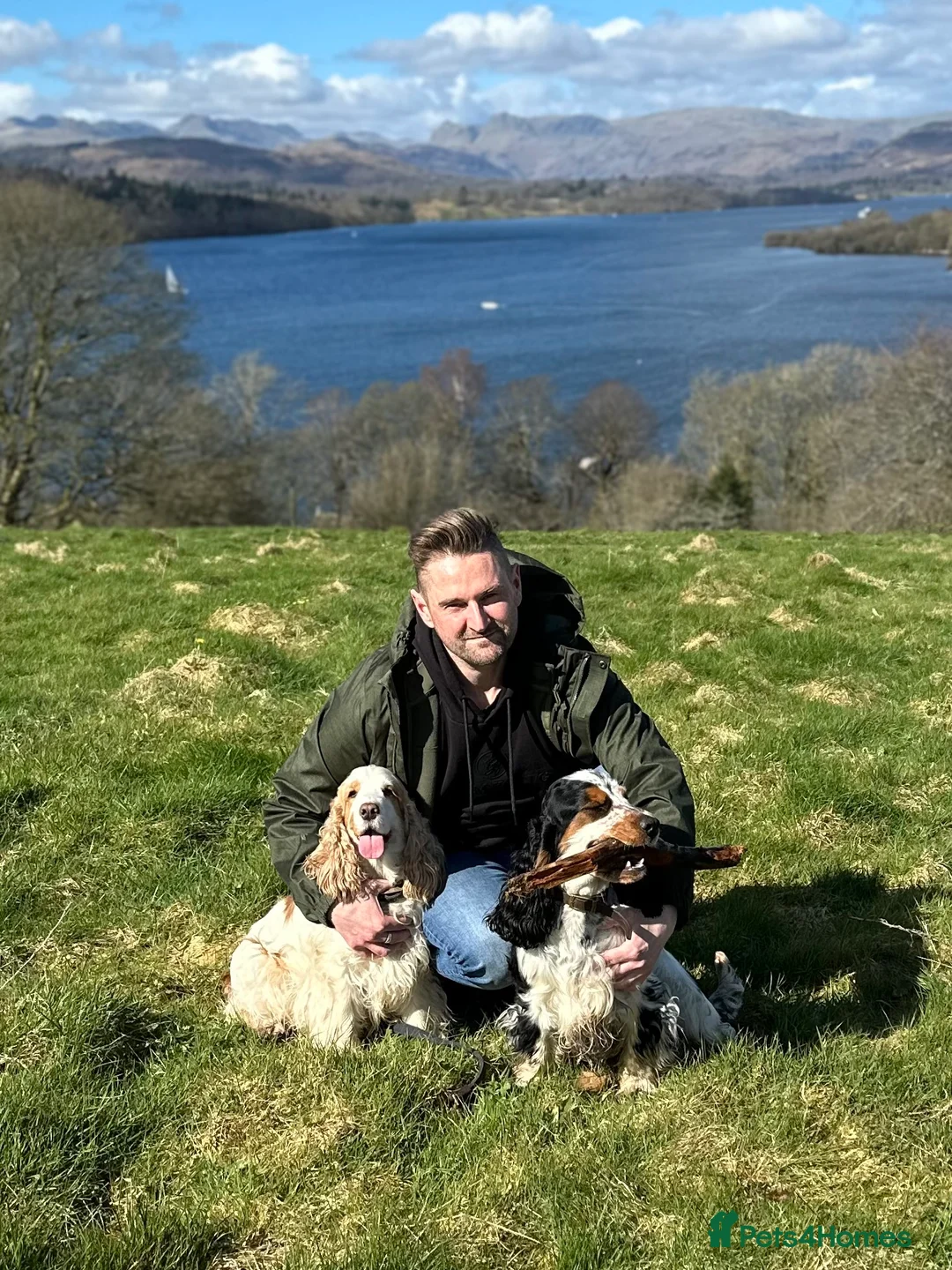 Cocker Spaniel dogs for stud: Show Cocker, Blue Roan and Tan (Stud Service Only) in Doncaster - Advert 10