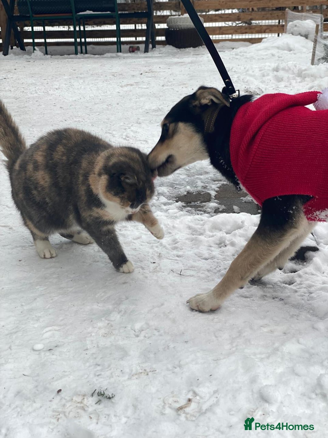 Mixed Breed dogs for adoption: ❤️ZITA&GITA❤️ – Together or Separately - Advert 9