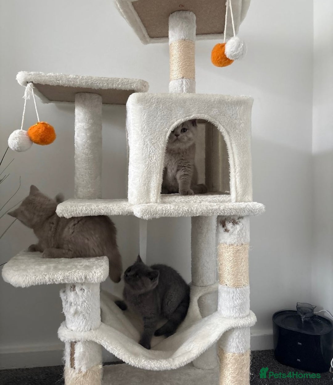 British Shorthair cats for sale: British shorthair kittens lilac & blue⭐️ - Image 4
