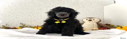 Miniature Poodle dogs for sale: 🌟RARE Silver Miniature Poodle Puppies DNA CLEAR🌟 - Advert 3