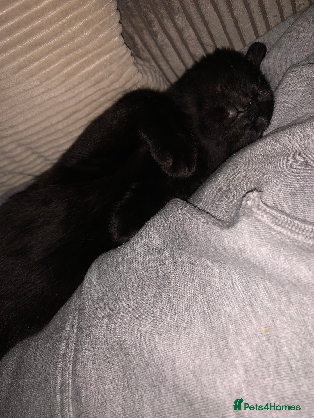 Mixed Breed cats for sale: FREE OF CHARGE - Advert 6