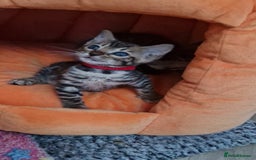 Bengal cats for sale: Pure Bengal kittens ❤️  - Image 7