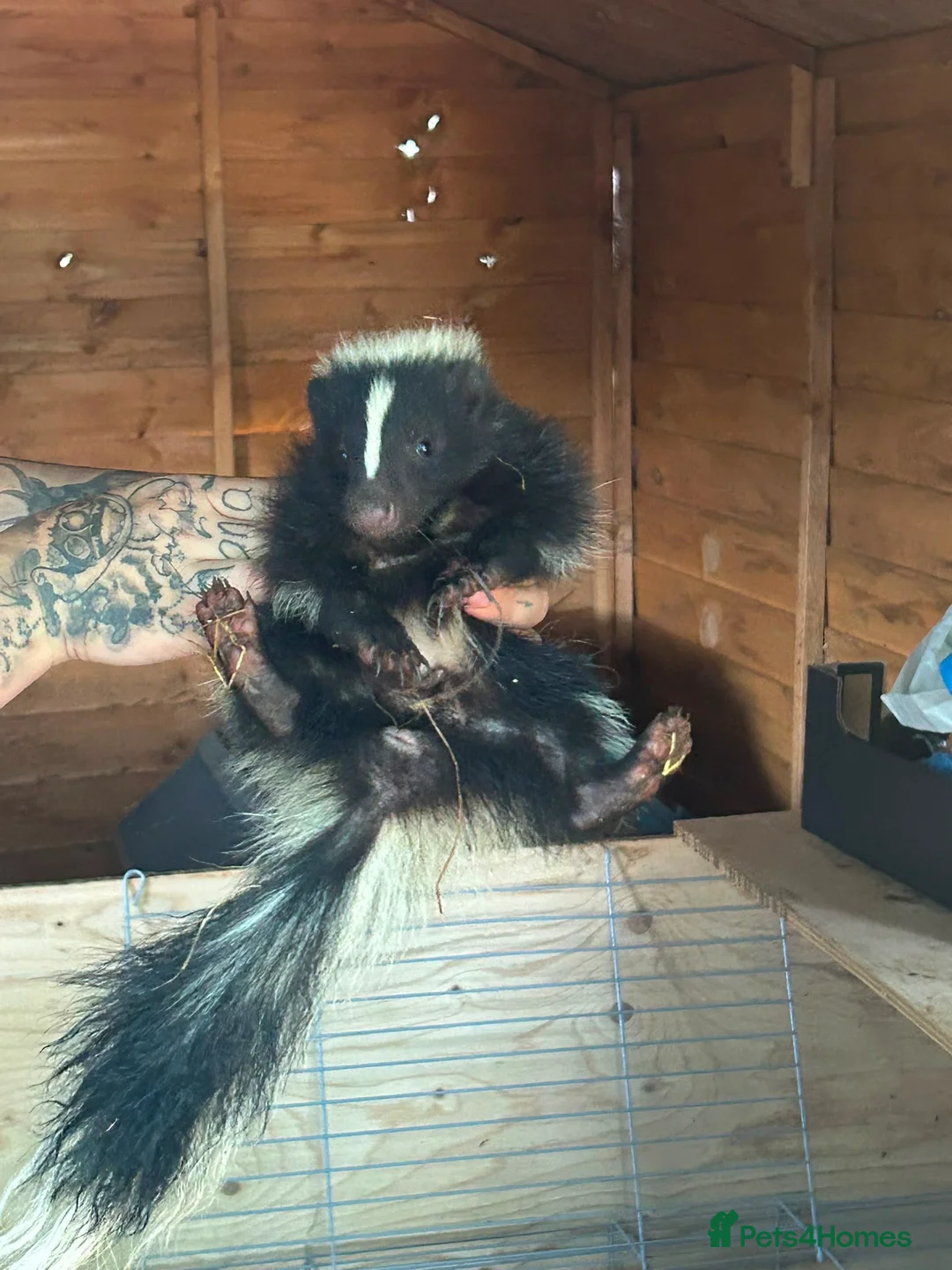 Mixed Breed rodents for sale: 3 beautiful male skunks  - Advert 2