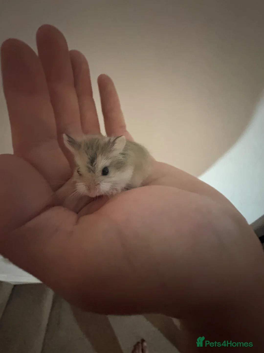 Hamster rodents for sale: 🐹5 Russian dwarf hamsters🐹 in Launceston - Advert 2