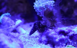 Other/Mixed Breed fish for sale: Saltwater fish - Image 5