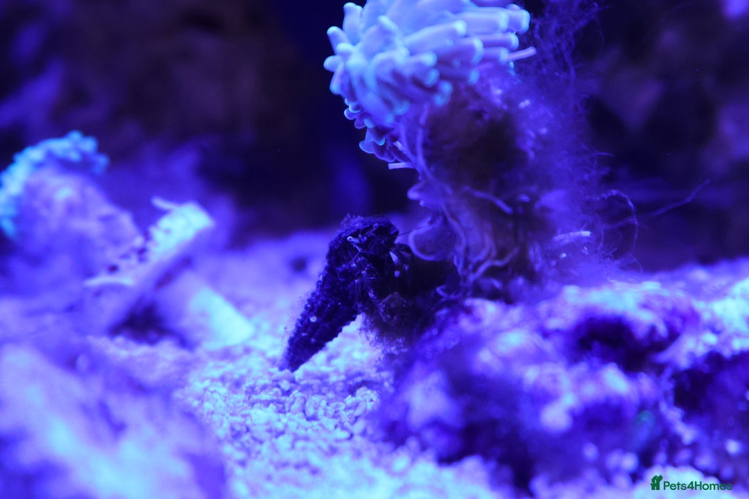 Other/Mixed Breed fish for sale: Saltwater fish - Image 5