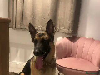 German Shepherd dogs Lovely German Shepherd Boy - Advert 1