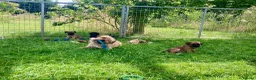 Mixed Breed dogs for sale:  Norfolk x Border Terrier pups - Advert 7