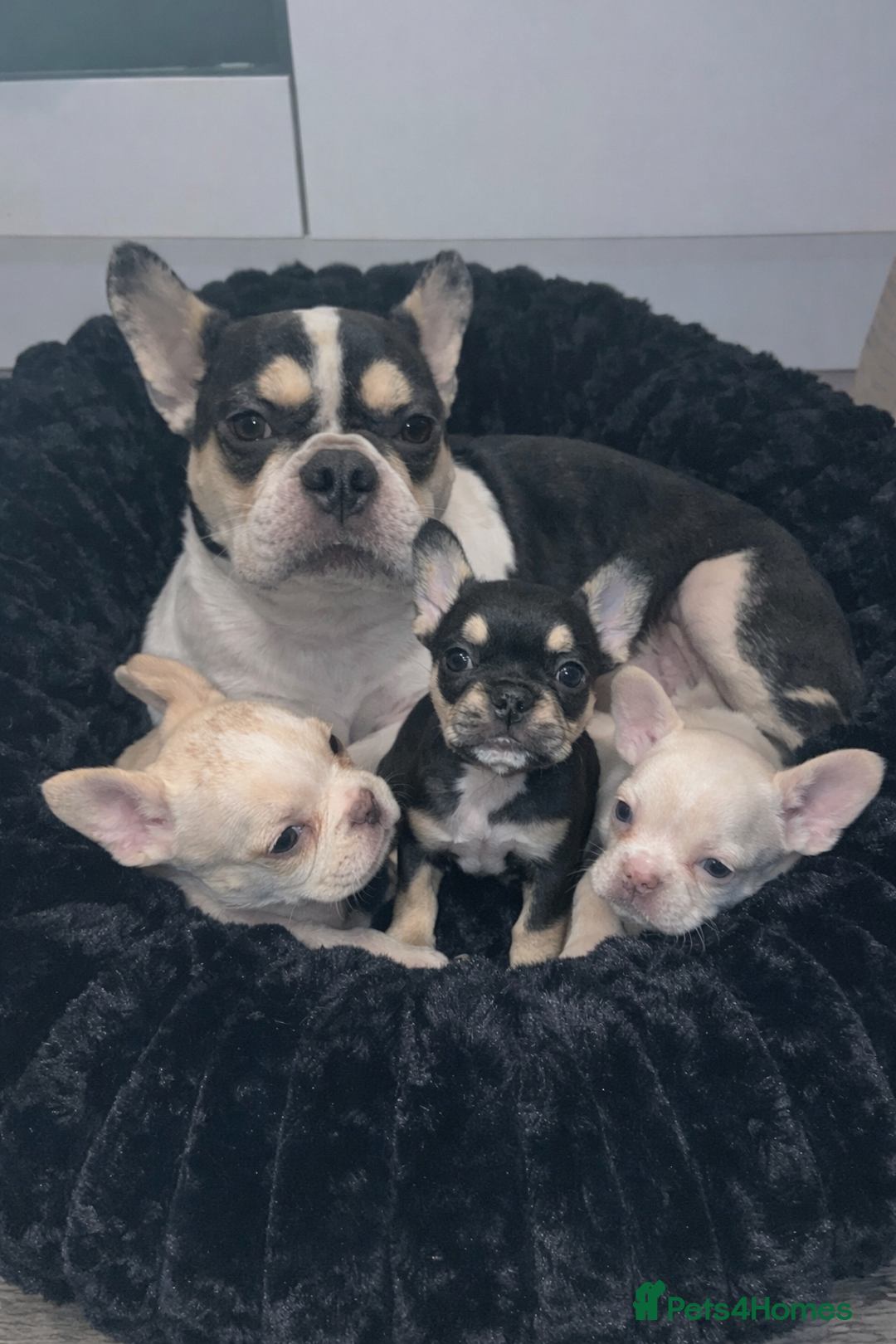 French Bulldog dogs for sale: French Bulldogs - Advert 15