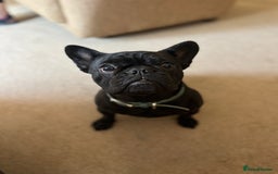 French Bulldog dogs for sale: French bulldog female  - Image 5