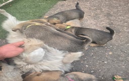 Mixed Breed dogs for sale: mixed breed 4 boys and 2 girls - Image 33