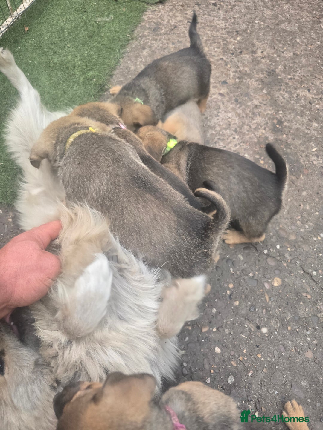 Mixed Breed dogs for sale: mixed breed 4 boys and 2 girls - Image 33