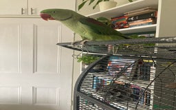 Parrots birds for sale: Felix the Alexandrine Parakeet - Advert 7